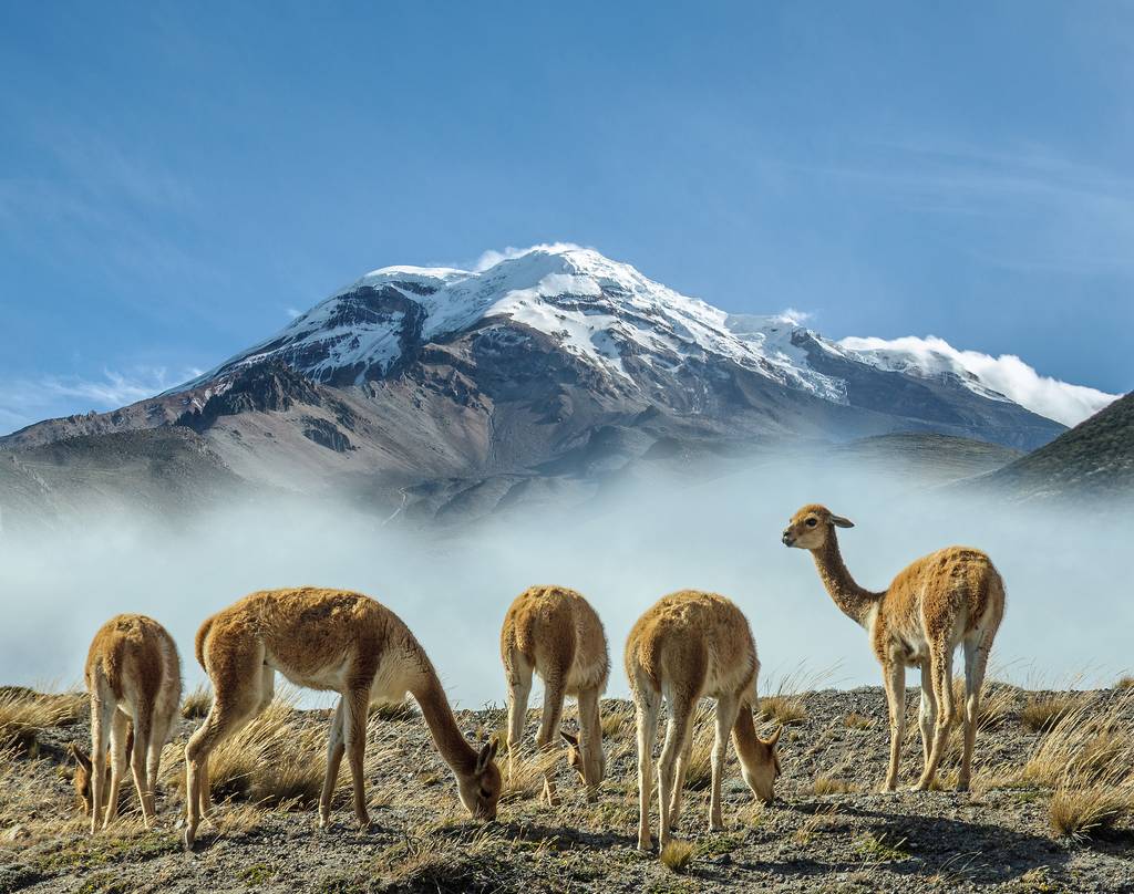 Ouvrir la galerie Équateur et Galápagos  Photos à la photo 1