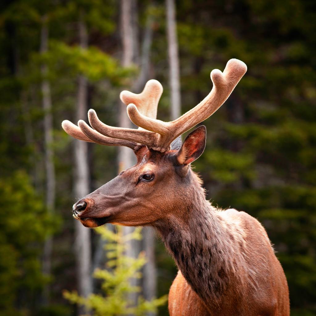 Ouvrir la galerie Canada grandeur nature Photos à la photo 4