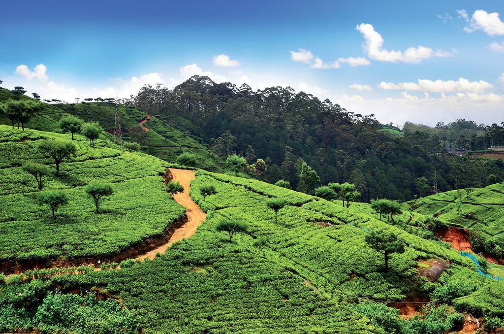Escapade au Sri Lanka