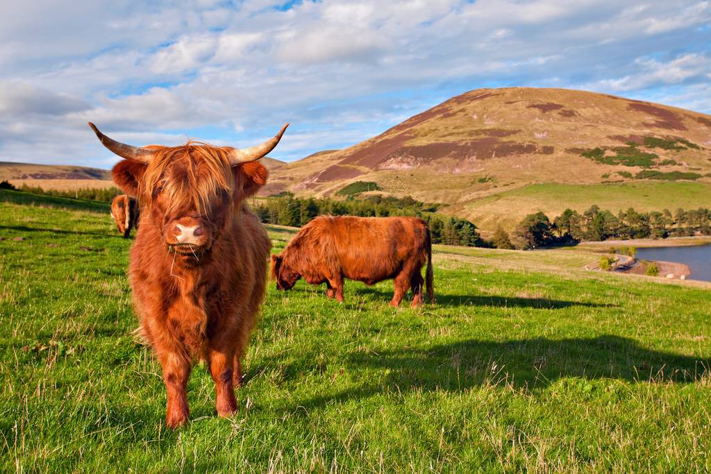 Ouvrir Le royaume d'Ecosse Photos la galerie photo de 3