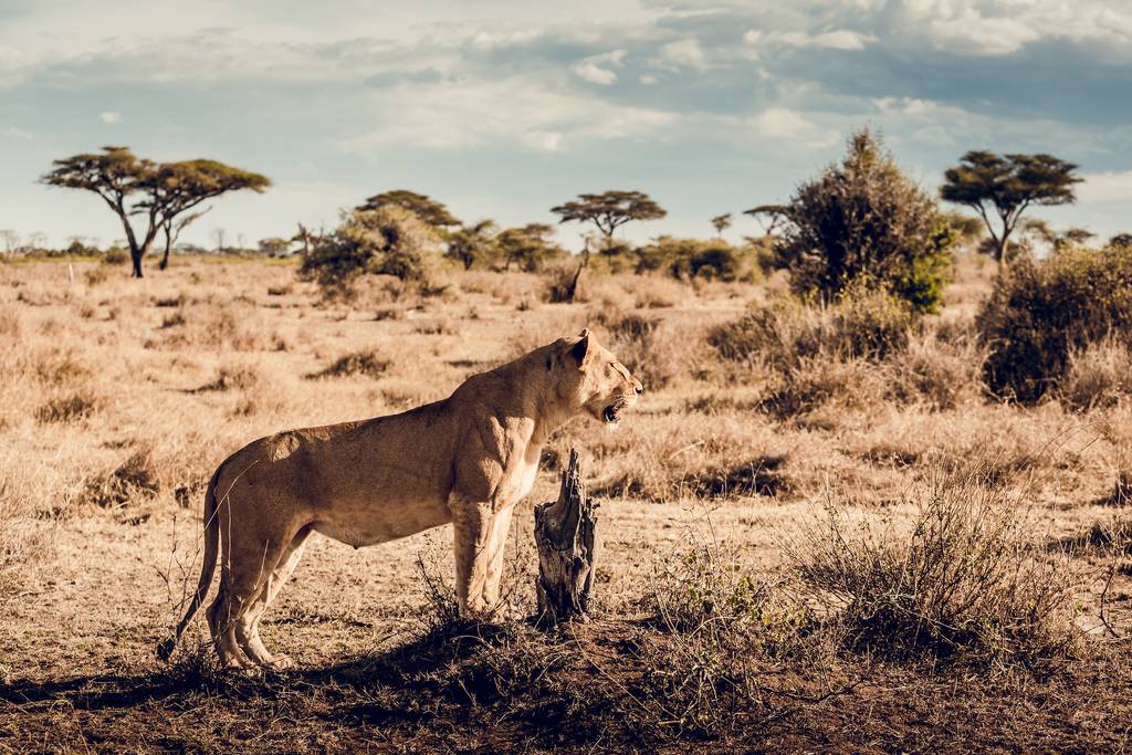 Ouvrir la galerie Les plaines de Tanzanie Photos à la photo 4