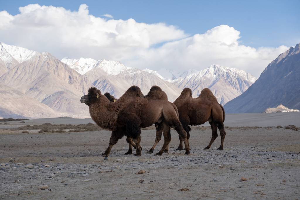 Ouvrir Ladakh, sommet des dieux Photos la galerie photo de 3
