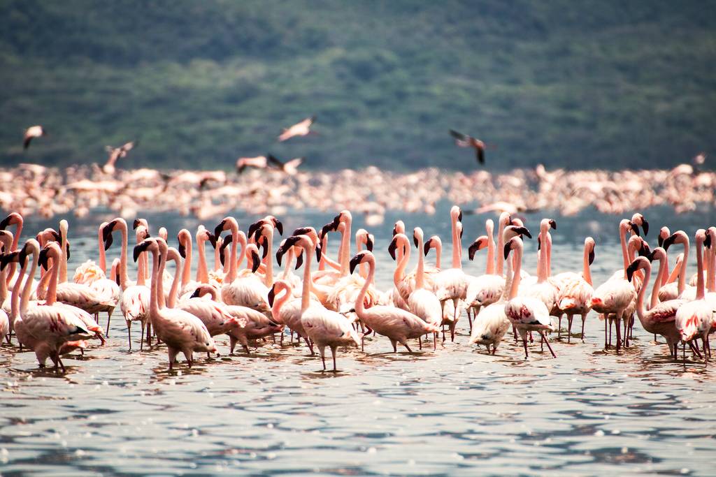 Ouvrir la galerie Kenya terre sauvage Photos à la photo 3