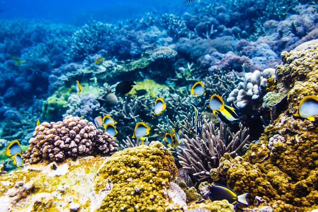 La Martinique Bleue - Eaux Cristallines et Trésors Sous-Marin