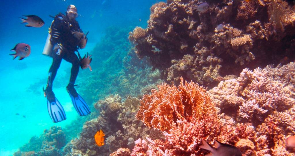 Scuba Diver PADI - Mexico Blue Dream