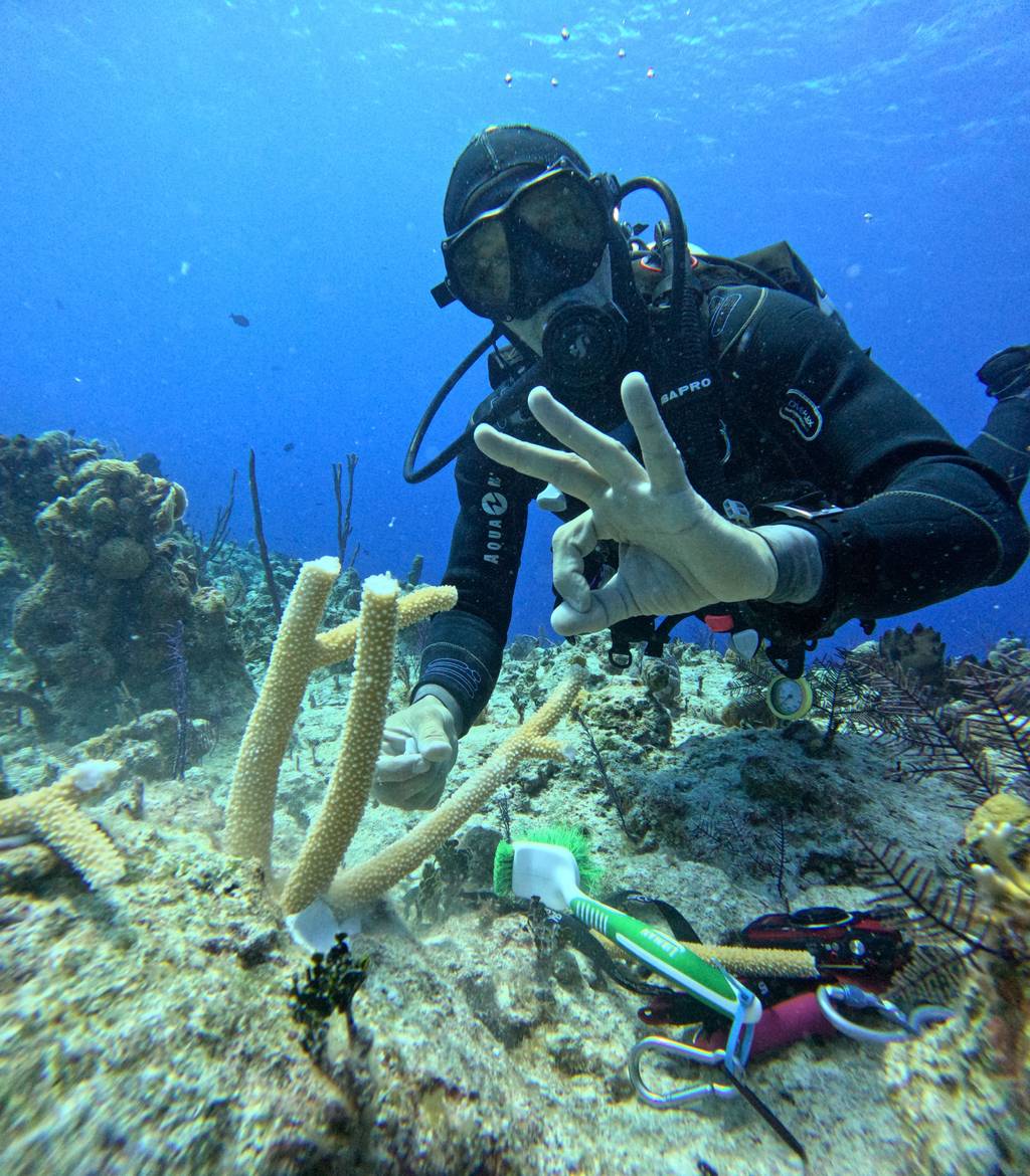 Coral Protection with Only Blue for Reef