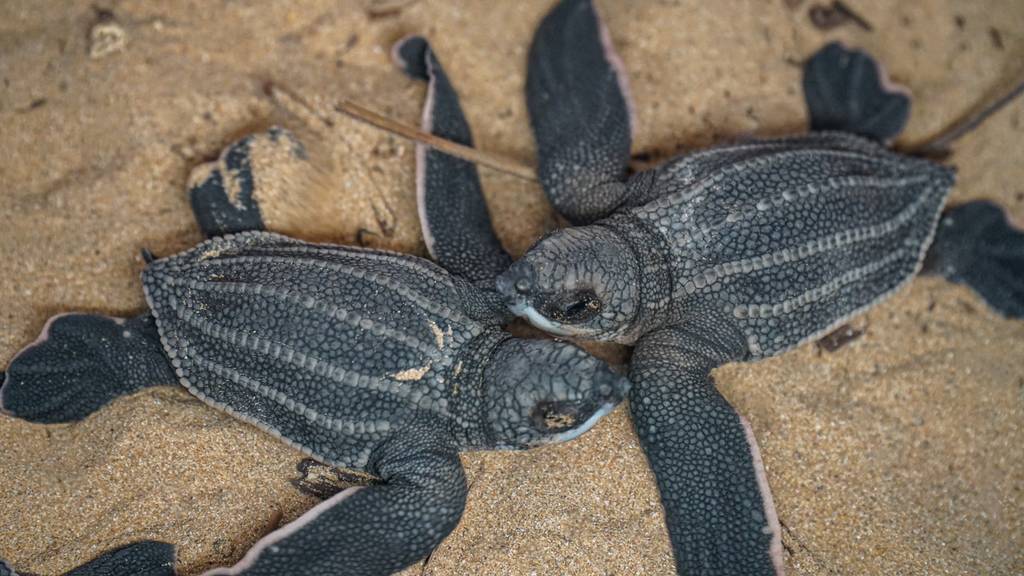 Protortuga, Sea Turtle Monitoring and Protection Program