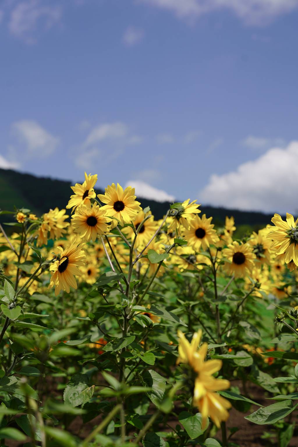 Open 北海道 トマム 写真 slideshow gallery at 2