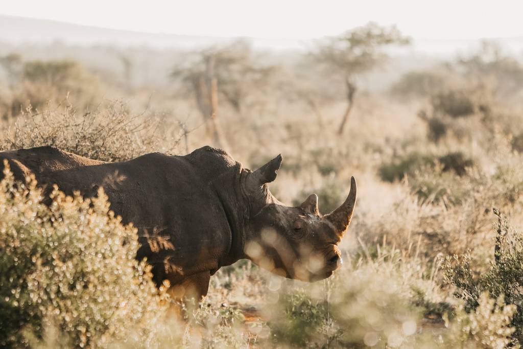 Kenya terre sauvage