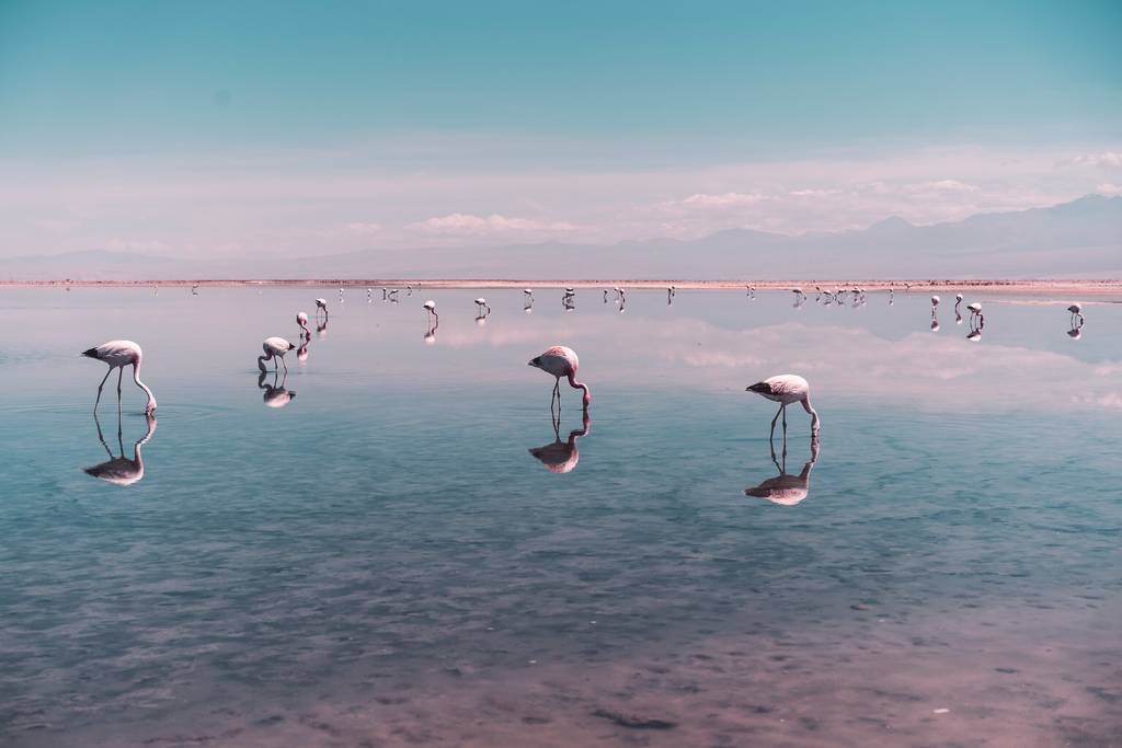 Ouvrir la galerie défilante de D'Atacama à l'île de Pâques Photos à 2