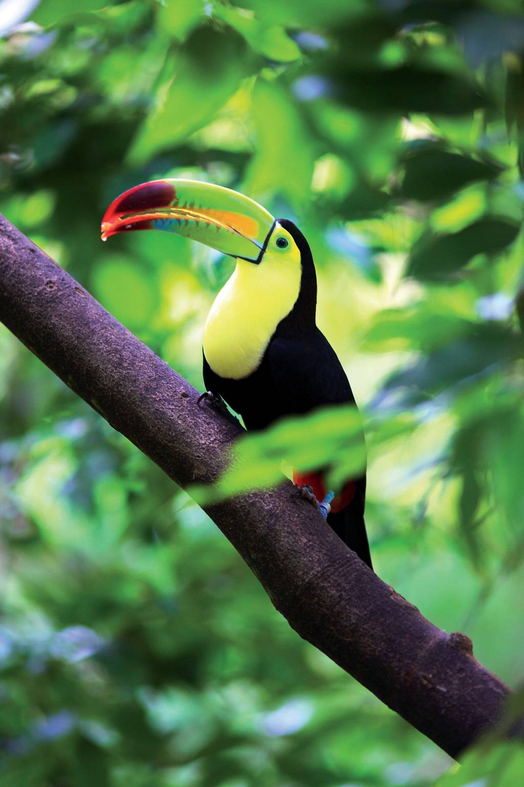 Ouvrir la galerie défilante de Natura verde Photos à 4