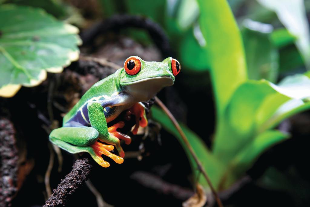 Ouvrir la galerie défilante de Natura verde Photos à 3
