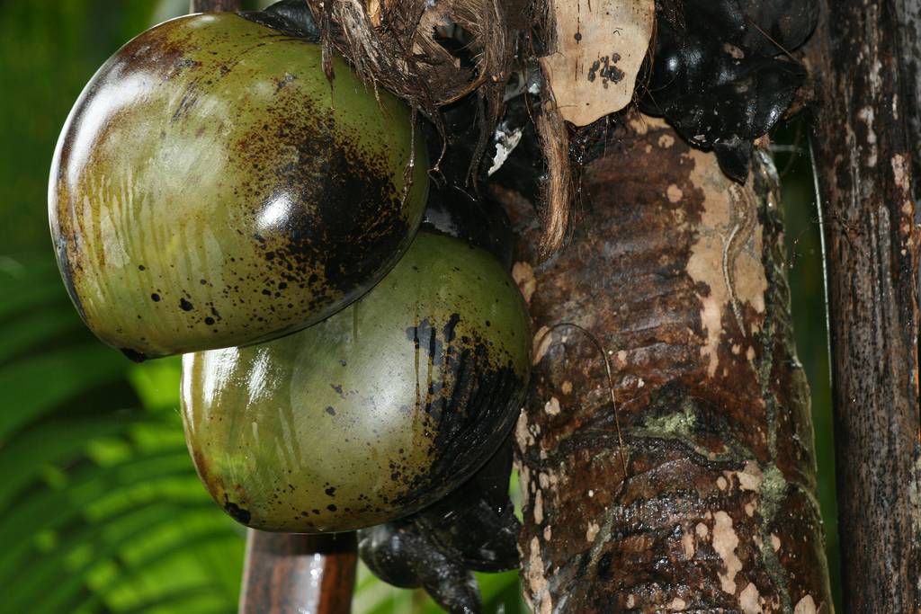 Ouvrir la galerie Joyaux des Seychelles Photos à la photo 5