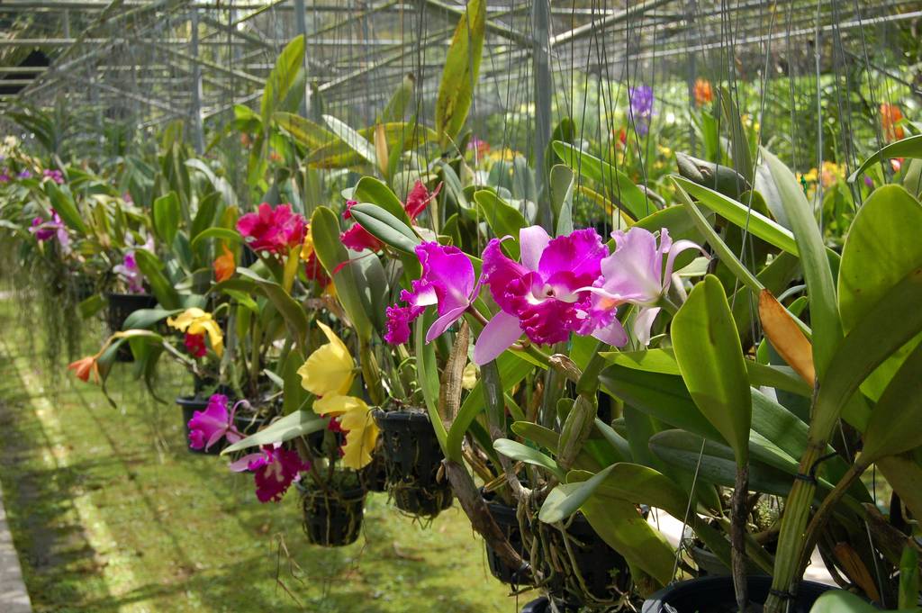 Ouvrir la galerie défilante de Orchidées sacrées Photos à 2