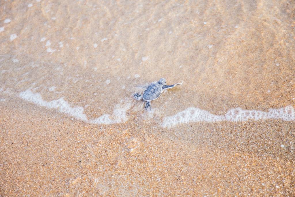 Which is the smallest turtle in the world? • Turtle Conservation Society of  Malaysia