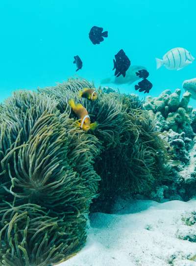 Discover the underwater world of the Maldives