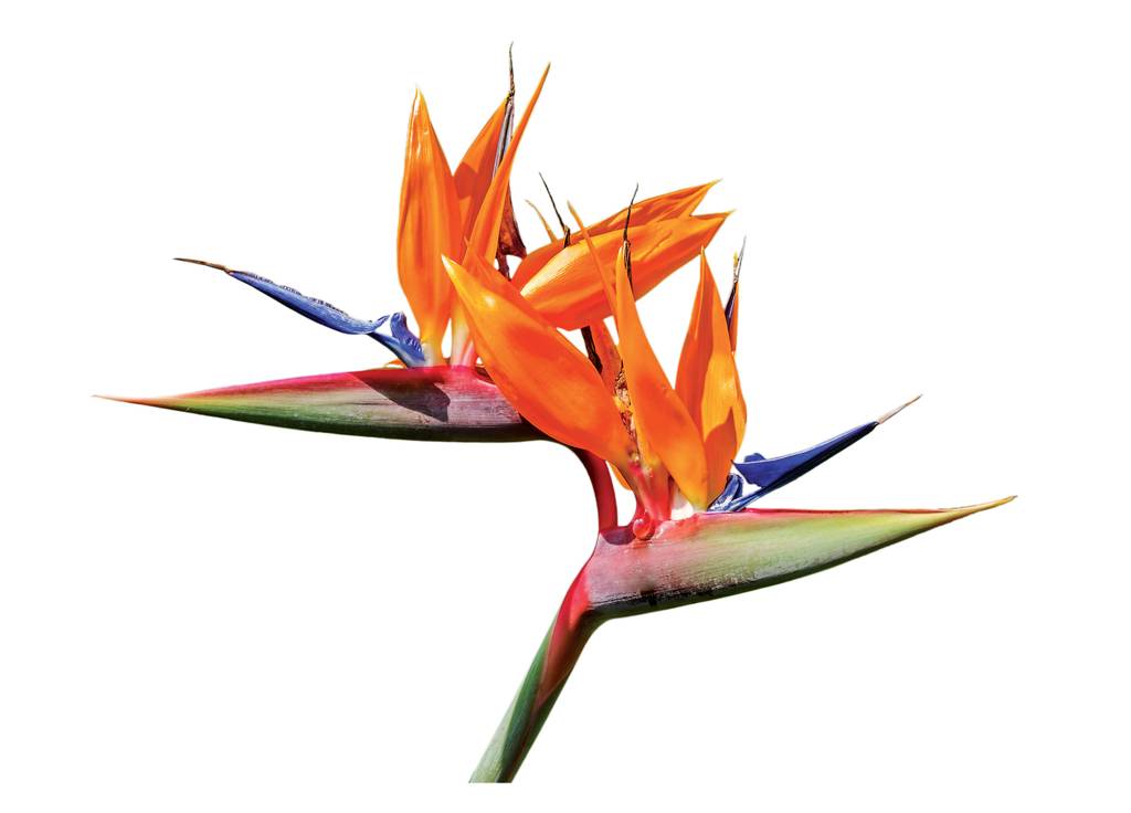 Madère fleur de l’océan