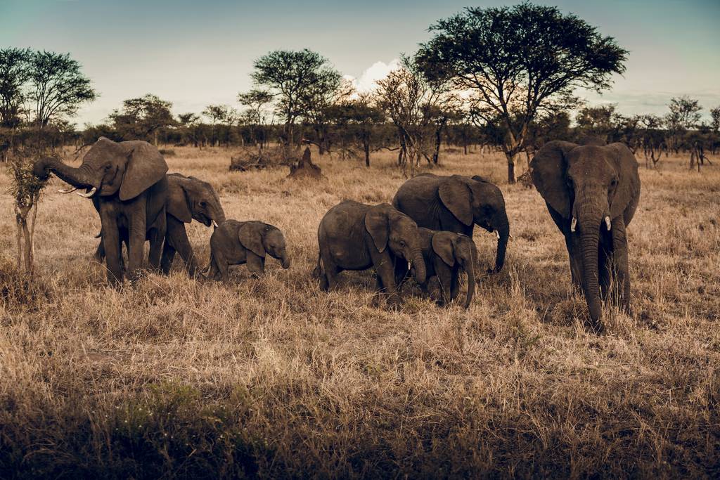 Les plaines de Tanzanie