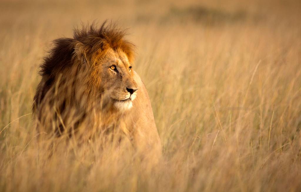 Safari des grands espaces