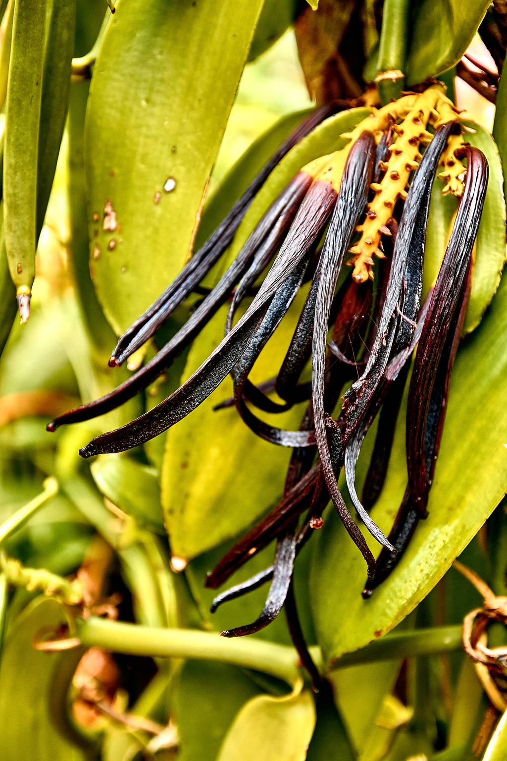 Au coeur de la Réunion